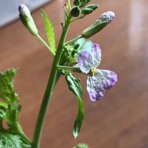 野菜の茎を捨てないで!かわいいお花が咲くかも♪
