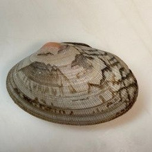 貝画を鑑賞したことがありますか?