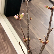 【春の訪れ】3つの用意で