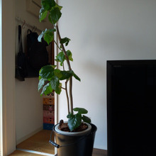 インテリアに馴染んでいる植木鉢のケース 実は・・・