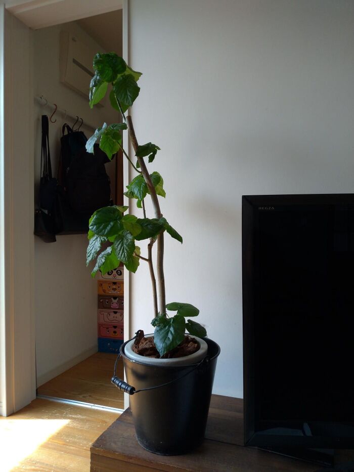 インテリアに馴染んでいる植木鉢のケース 実は・・・