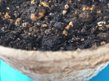 植木鉢の受け皿はこれで代用⭐︎