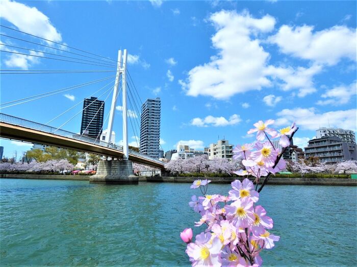 小学生は、無料!今が見頃!大川さくらクルーズ