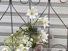 ラナンキュラスはフェンスへ誘引がおすすめ