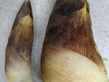 【タケノコ】米ぬかがない時はこれで代用