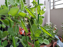 コンポスト➡家庭菜園スタート!!