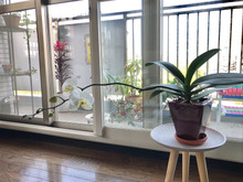 素人ならではの楽しみ方♪「仕立てない胡蝶蘭」