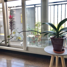 素人ならではの楽しみ方♪「仕立てない胡蝶蘭」