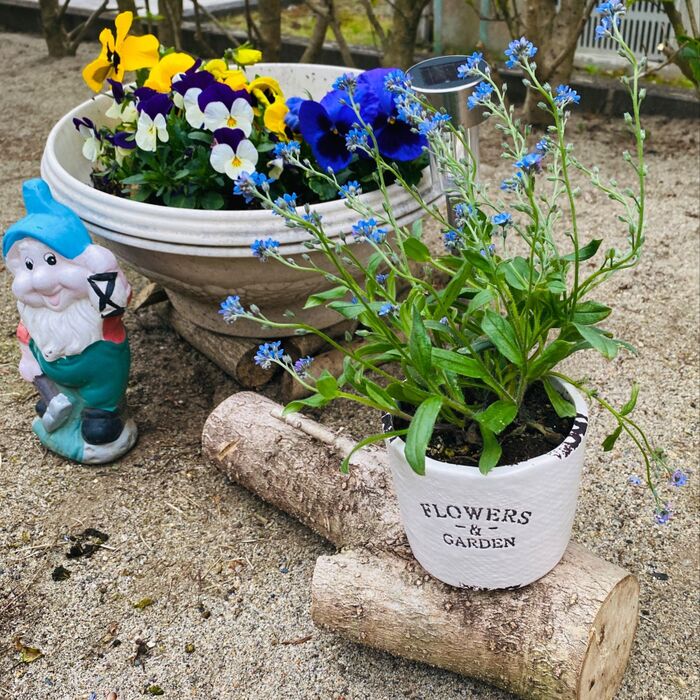 わすれな草が凛として見えるフラワーポット🎶オマケ付き\(^o^)/