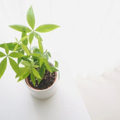 パキラを育てる時に必ず知っておきたい!たった2つの注意点