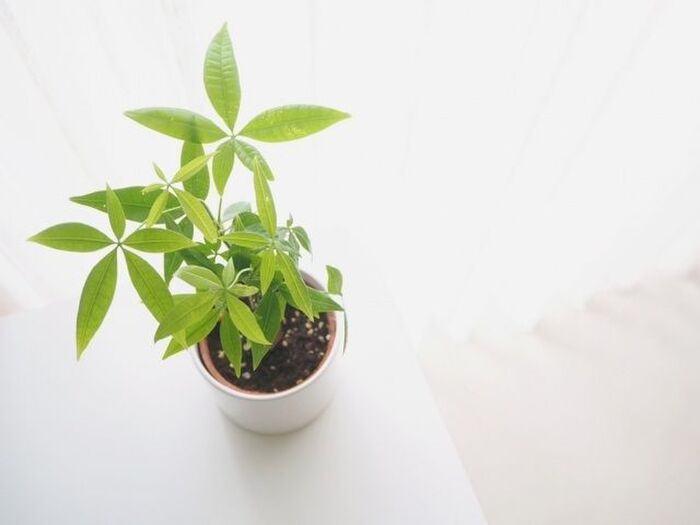 パキラを育てる時に必ず知っておきたい!たった2つの注意点
