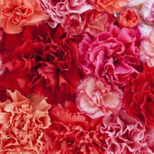 大切な贈りものを毎年咲かせよう!カーネーションの鉢植え