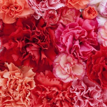 大切な贈りものを毎年咲かせよう!カーネーションの鉢植え