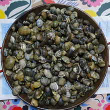 潮干狩り・・・・・clamming 春の風物詩 GWが最盛期