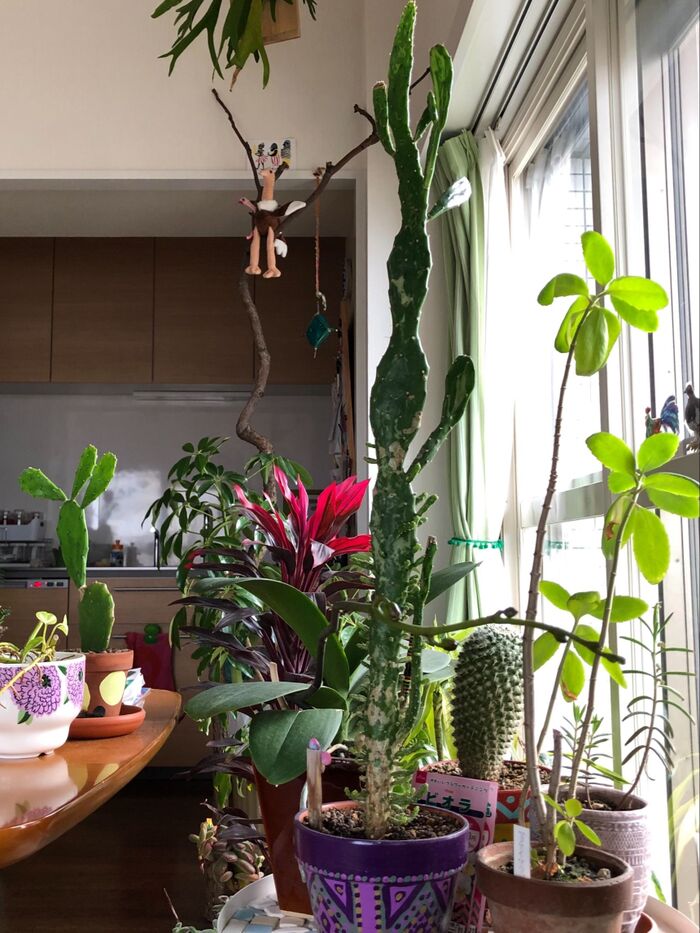 ダイソーの植物達、9年育てたらこうなりました♡