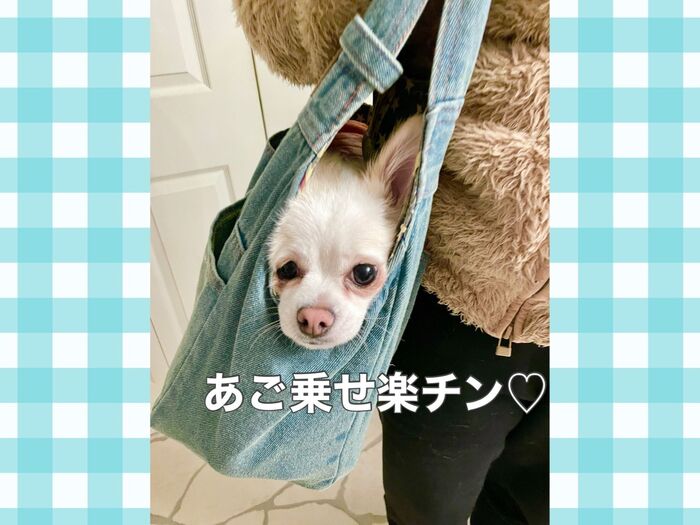 自分から入りたがるワンにゃんデニムキャリーバッグ♡