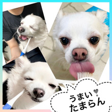 口臭も黄ばみもスッキリ★ 歯磨きが大好きになる犬猫用歯みがきペースト