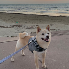 着心地の良さとデザインで選んだソフトハーネス