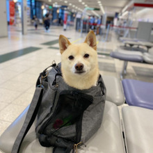 愛犬と一緒に行ける!しまね旅スポットを紹介する ワん