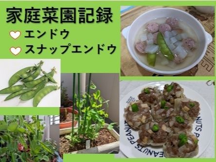 【家庭菜園レポート3月～5月】エンドウ＆スナップエンドウ編