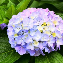 水を愛する梅雨の花「アジサイ」のお手入れ方法