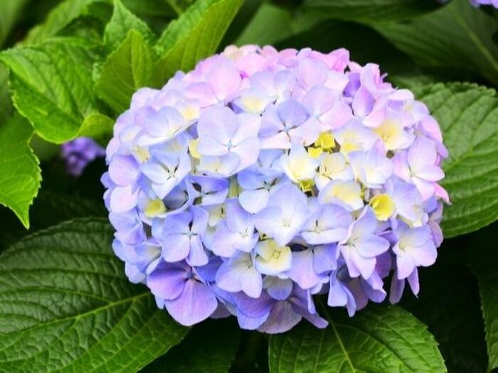 水を愛する梅雨の花「アジサイ」のお手入れ方法