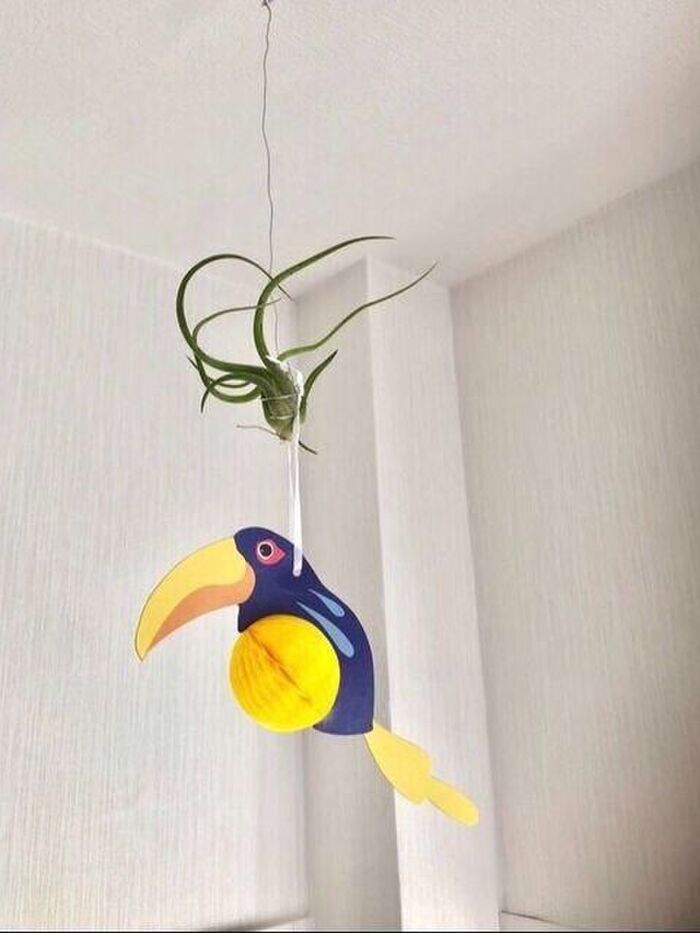 ダイソーのエアプランツ