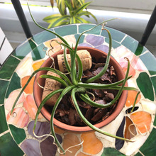 【ダイソー】とっても簡単!目からうろこ!な育て方♪