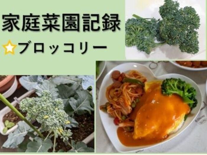 【家庭菜園レポート3月~5月】ブロッコリー編