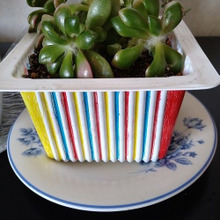 豆腐のプラケースを多肉植物の鉢にリメイク