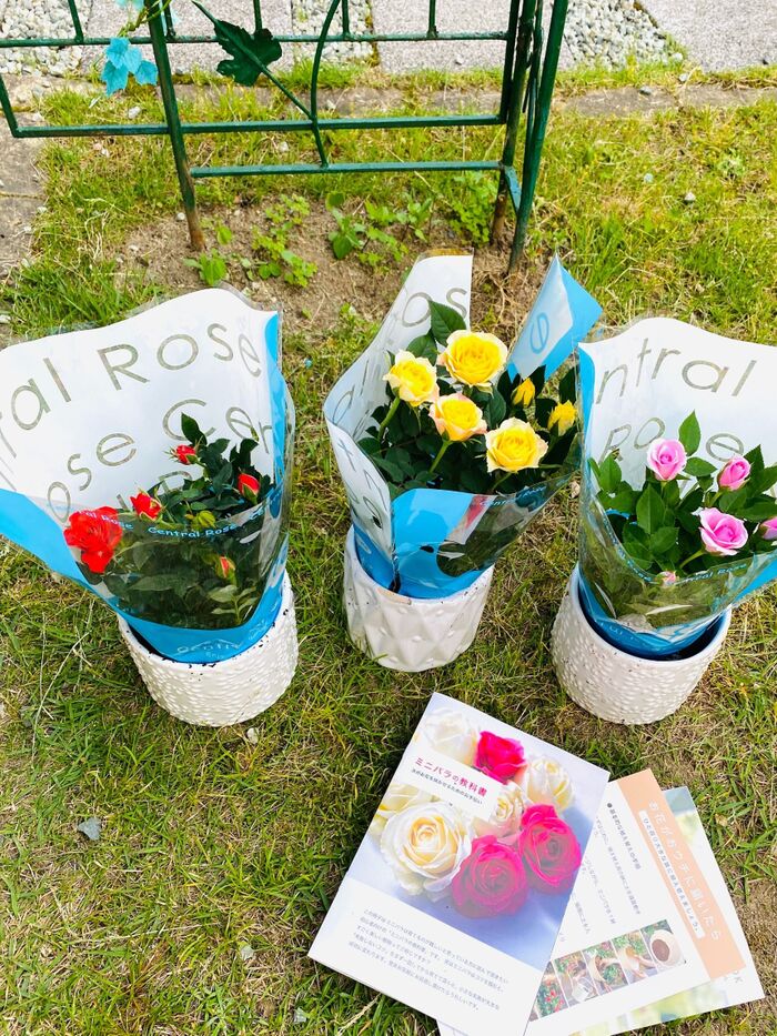 丹精込めたミニ薔薇!このお値段で本当にいいの?儲かりますかぁ〜最高に良いお買い物♪