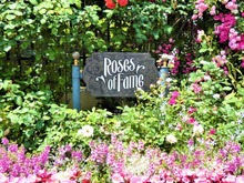 【USJ】今が見頃のバラ園!!ローズ・オブ・フェイム