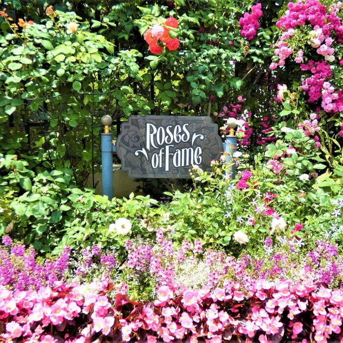 【USJ】今が見頃のバラ園!!ローズ・オブ・フェイム