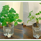初心者にオススメ!室内で簡単に育てられる野菜の水耕栽培