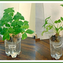 初心者にオススメ!室内で簡単に育てられる野菜の水耕栽培