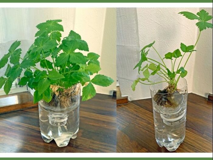 初心者にオススメ!室内で簡単に育てられる野菜の水耕栽培