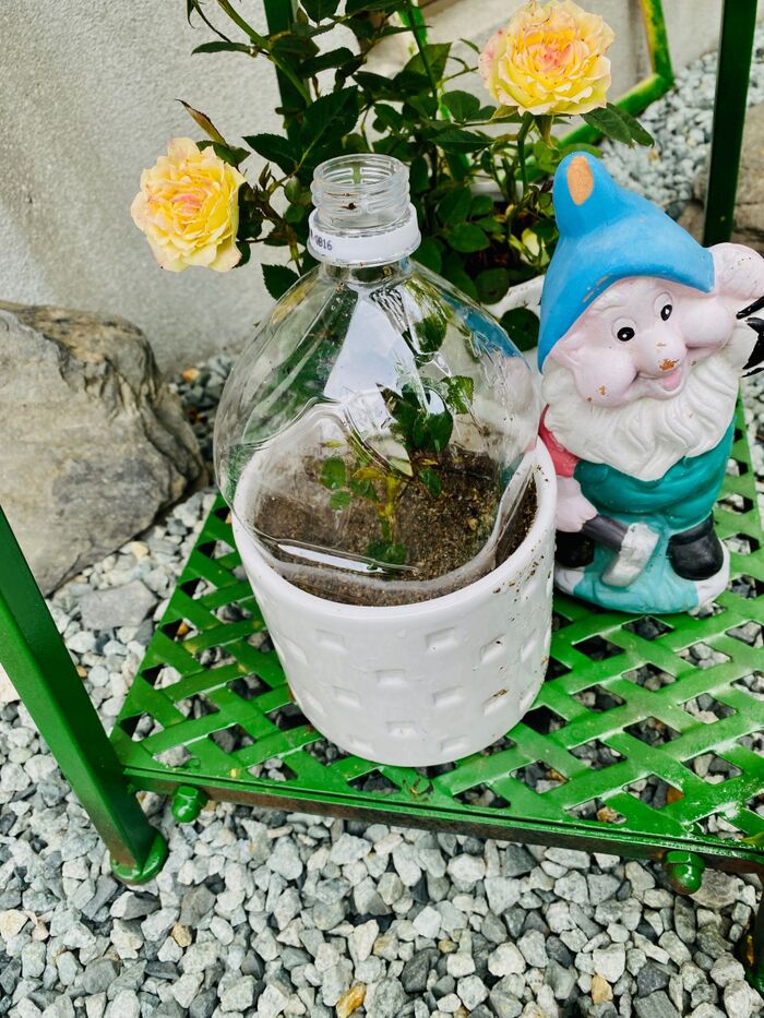 梅雨にオススメ!この湿気を利用する手はない♪薔薇の挿し木\(^o^)/