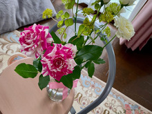 センチメンタル(薔薇の名)を育てたい 切り花で挿し木