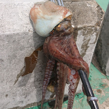 蛸の意地にかけて・・・・・須磨にて死闘!!