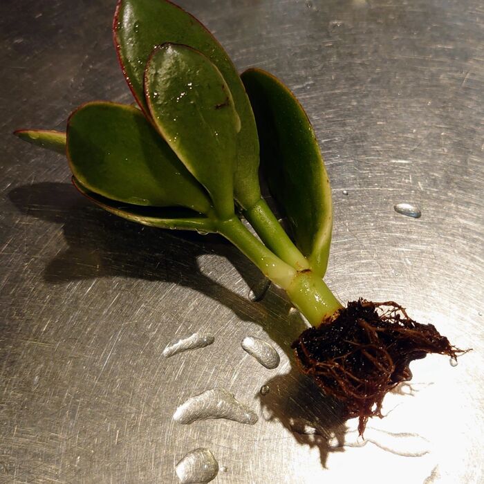 ある程度土を落としたら、水洗いでこの様に根っこだけにします