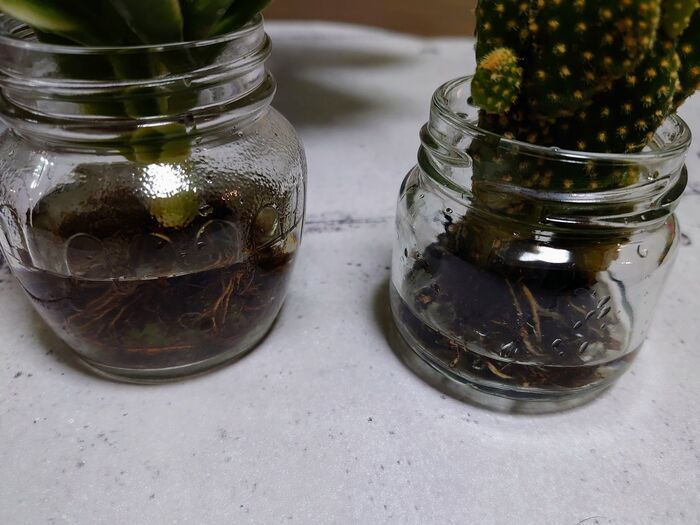 小ぶりの空き瓶に、根っこが浸かる程度の水を入れます