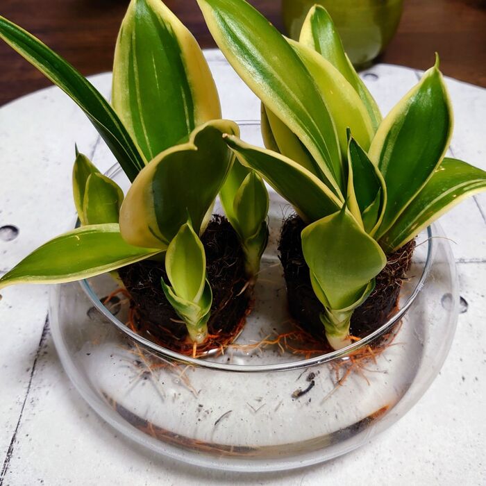 こんなに大きくなりました