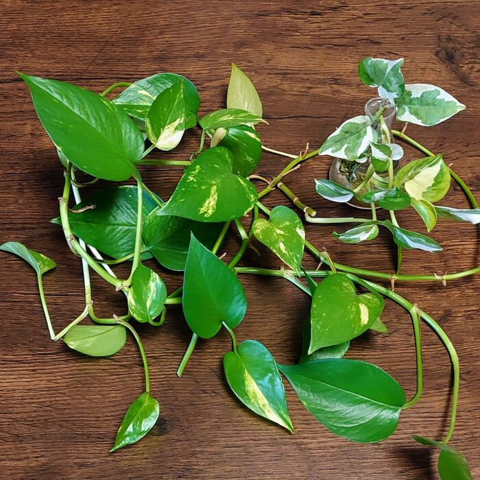 長〜く垂れ下がる様に飾っていたポトスは