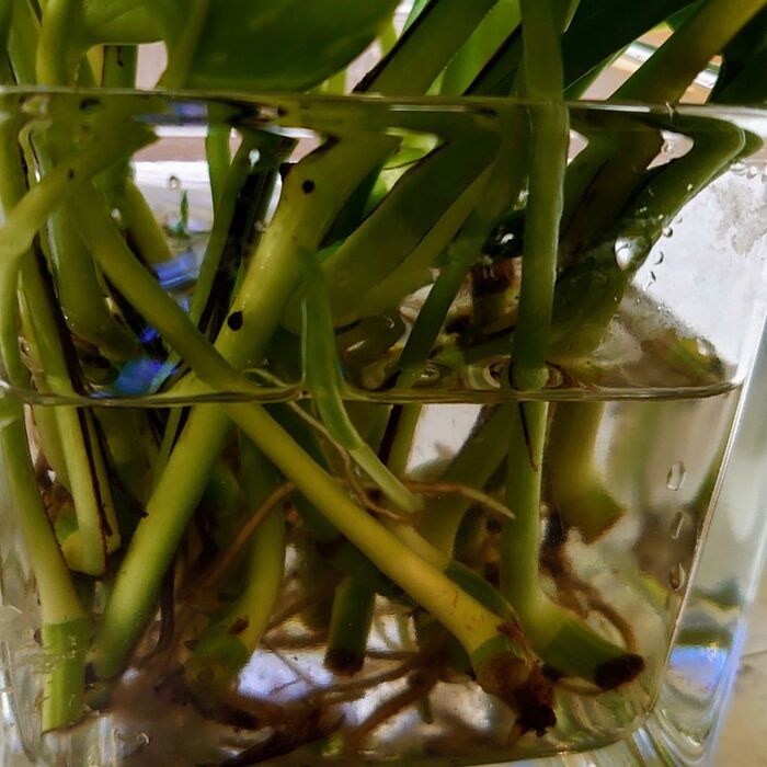 根っこの成長を見て楽しめる!