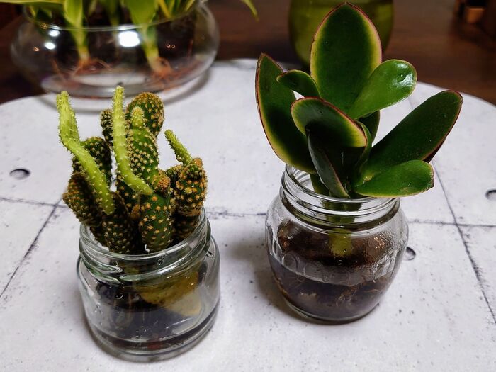 これで失敗なく育ちます