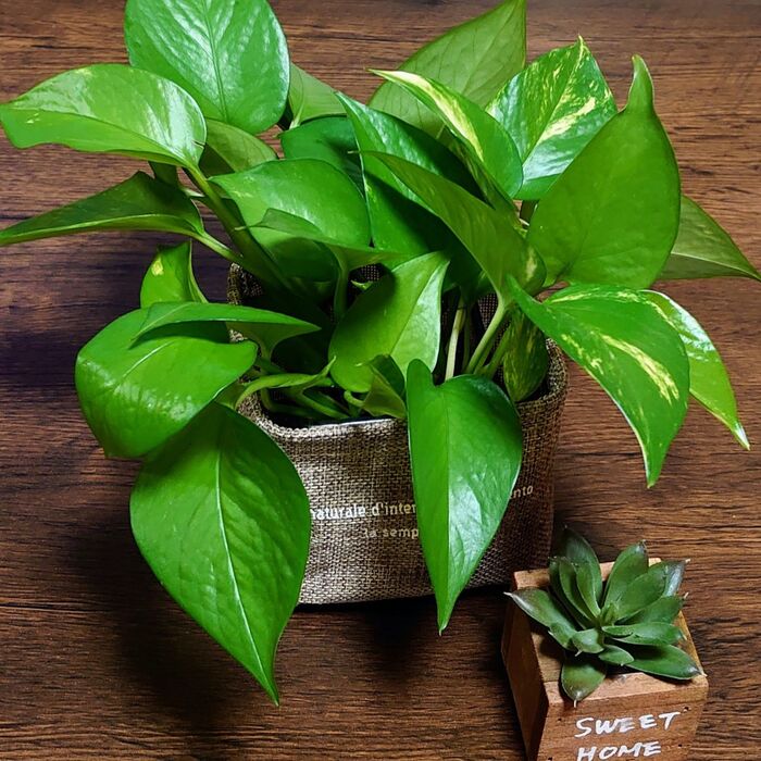 根っこの様子を見たい時は、いつでも見られる