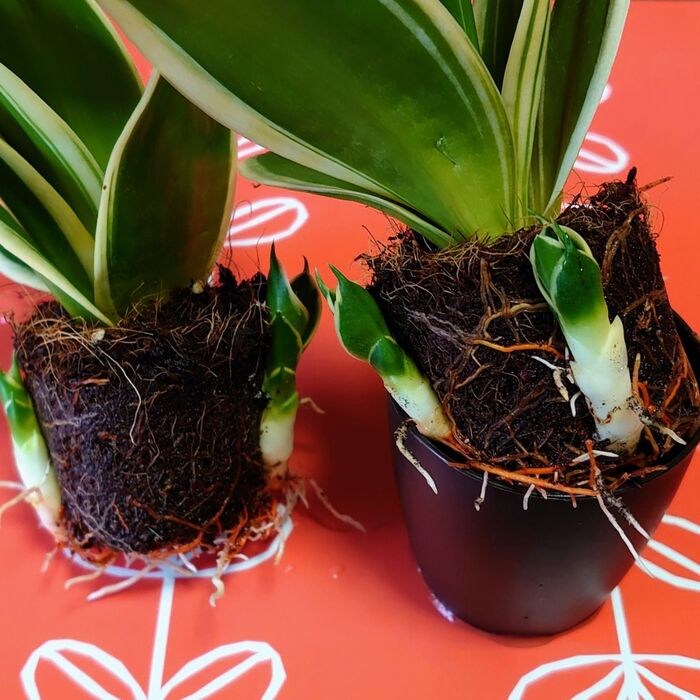 以前投稿したサンセベリアの赤ちゃんも