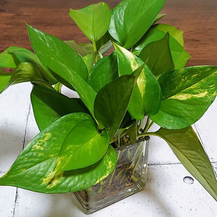 こんな感じでまとまった見栄えの良い物に