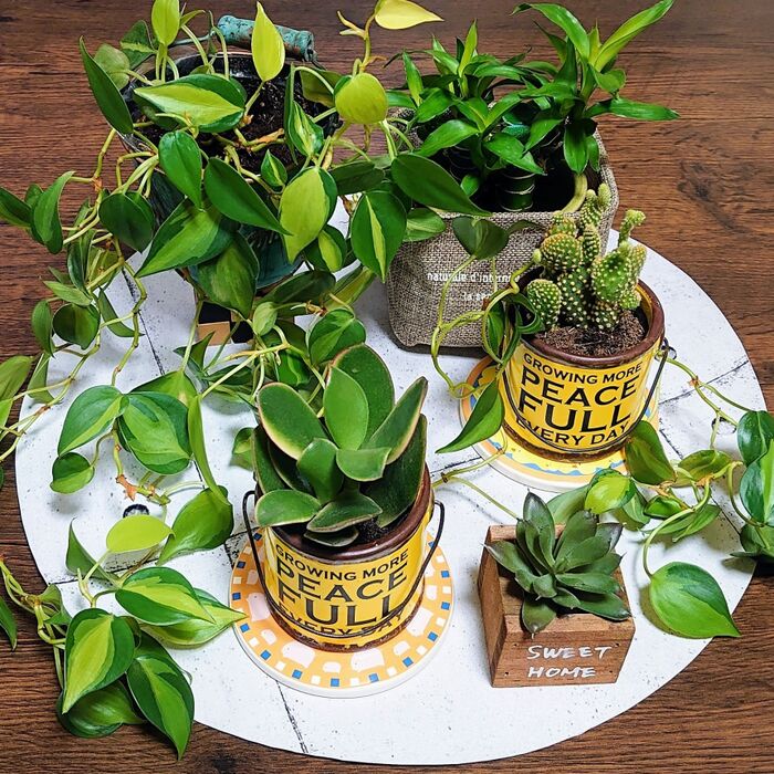 観葉植物すぐダメにしちゃう人!!失敗しない育て方