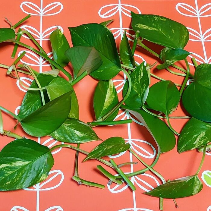 一葉づつに切り離し